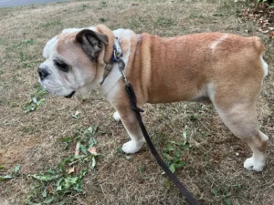 A Stylish Journey from Paris to Barcelona: Meet Dom the English Bulldog!