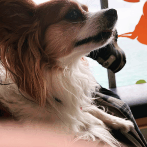 Wonderful Willow Hits the Road! 🐾💖