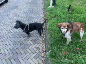 Buster & Bidi: When Work Comes Home… Literally! 🐾🏡