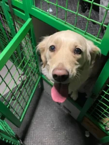 Lexi's grote avontuur: van Ierland naar Frankfurt 🐾