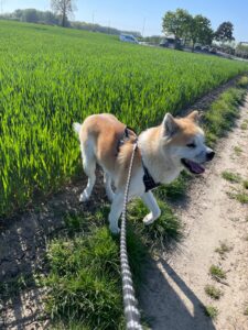 Zaizo verovert Parijs! 🐾🇫🇷