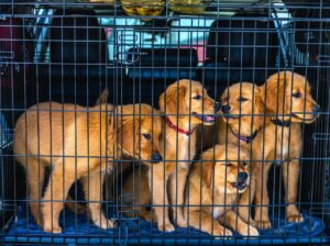 Navigating the Complex World of International Pet Relocation: A Comprehensive Guide