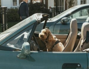 Unlocking Safe Pet Travel: The Crusade Against Ineffective Dog Restraints in Cars