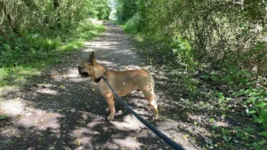 Goku's grote avontuur: van Nederland naar Portugal 🐾🇳🇱➡️🇵🇹