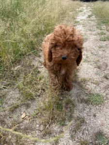Kleine Siru's grote Europese avontuur 🐾🇪🇸➡️🇳🇱