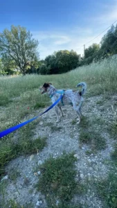 Elke geur vertelt een verhaal: Cookies reis door Europa 🐾