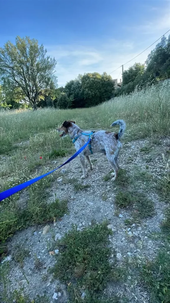 Elke geur vertelt een verhaal: Cookies reis door Europa 🐾 2 PHOTO 2026 05 28 19 38 11