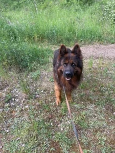Joey's reis: een verhaal van zorg, geduld en een happy end 🐾❤️
