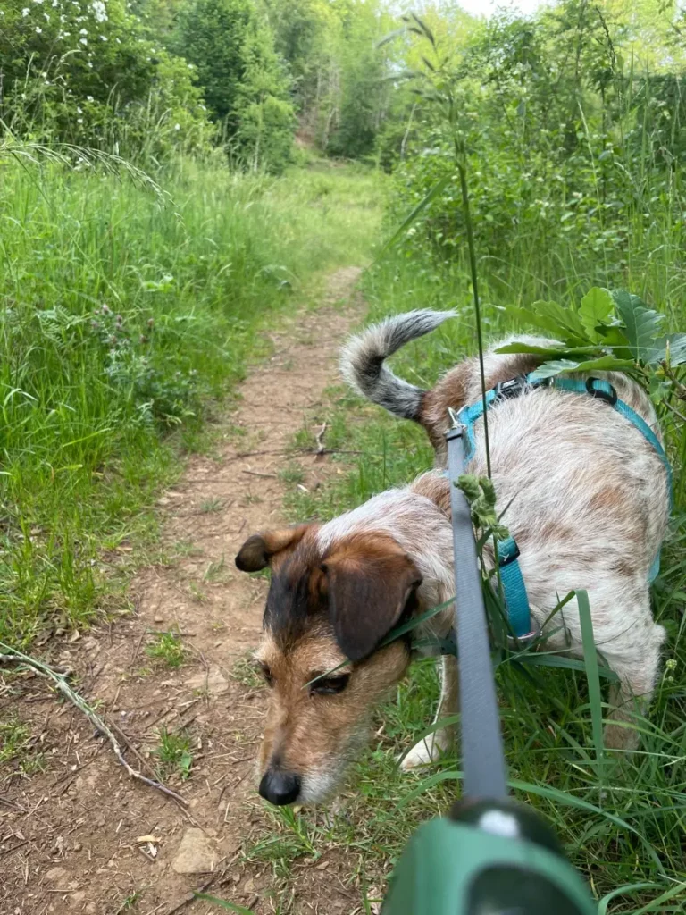 Elke geur vertelt een verhaal: Cookies reis door Europa 🐾 3 PHOTO 2026 05 29 20 05 052