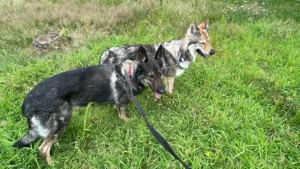 A Beautiful Journey from Denmark to Spain: Meet Baco and Chilli!